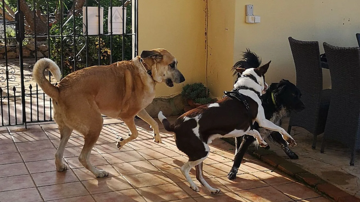 Dogs playing on the patio at Villa Lobos